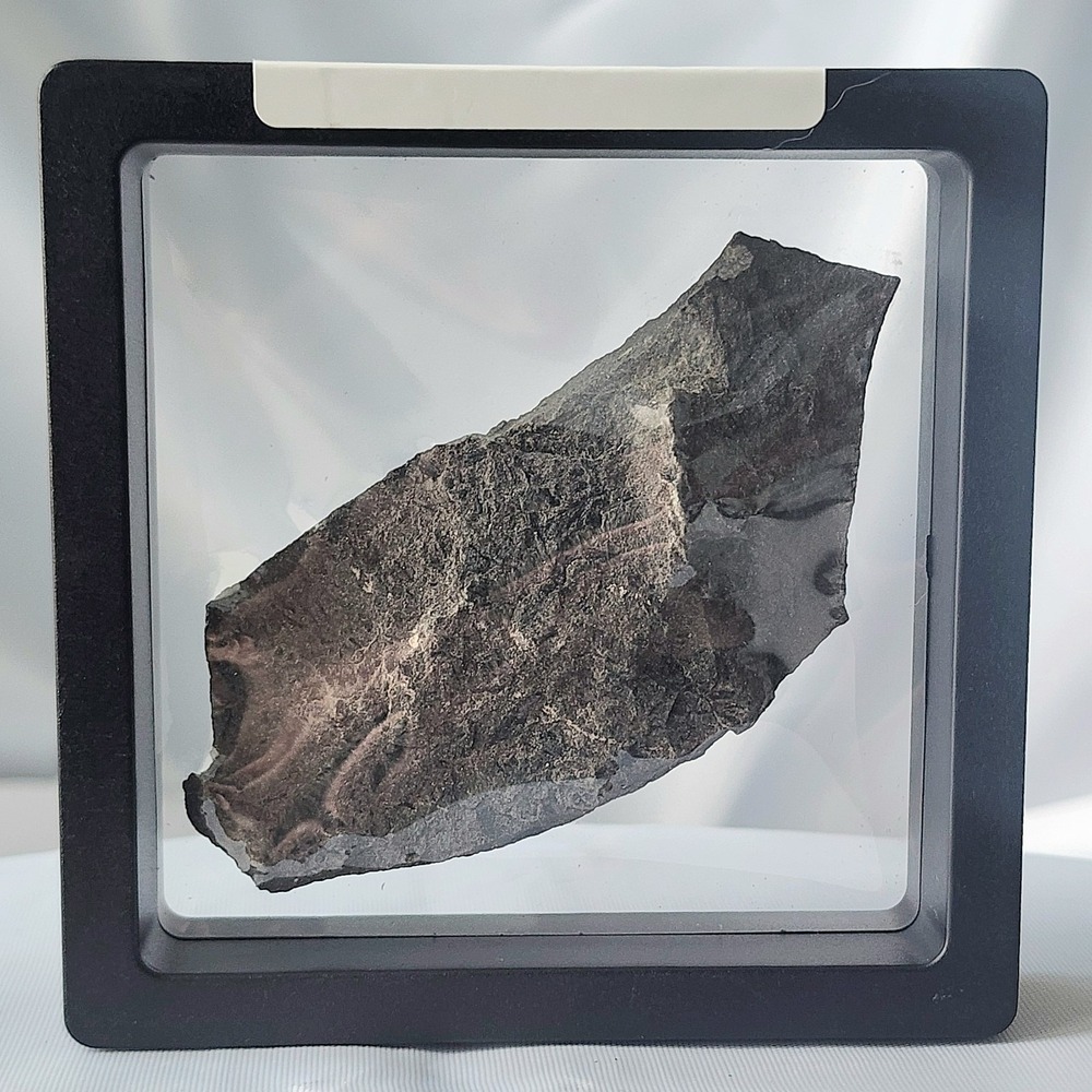Unique Rare Carboniferous Coal Era Fossil‎ From World Famous Union Chaple Mines